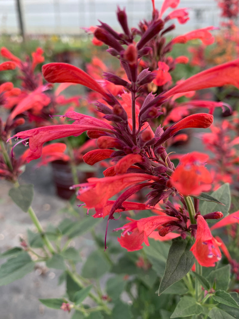 Agastache Sunrise Acapulco Red - 1 Gallon