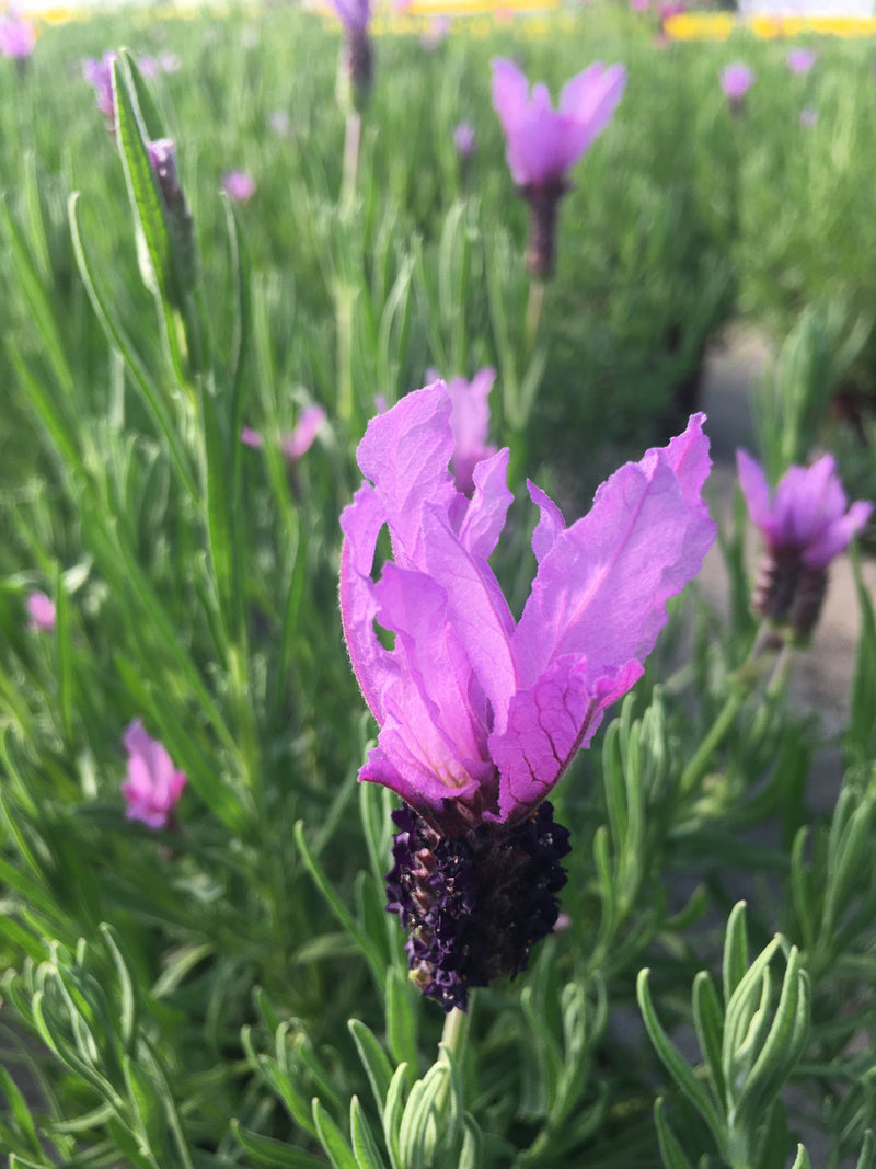 new lavender plant Lavender Madrid New Purple