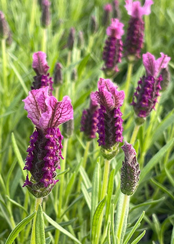 spanish lavender plants for sale near me Lavender Madrid New Rose