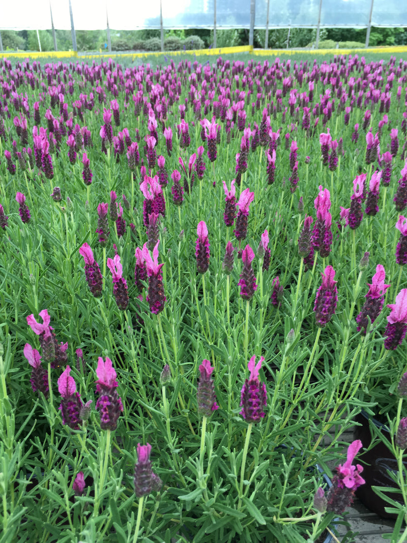 Lavender Madrid New Rose - 1 Gallon