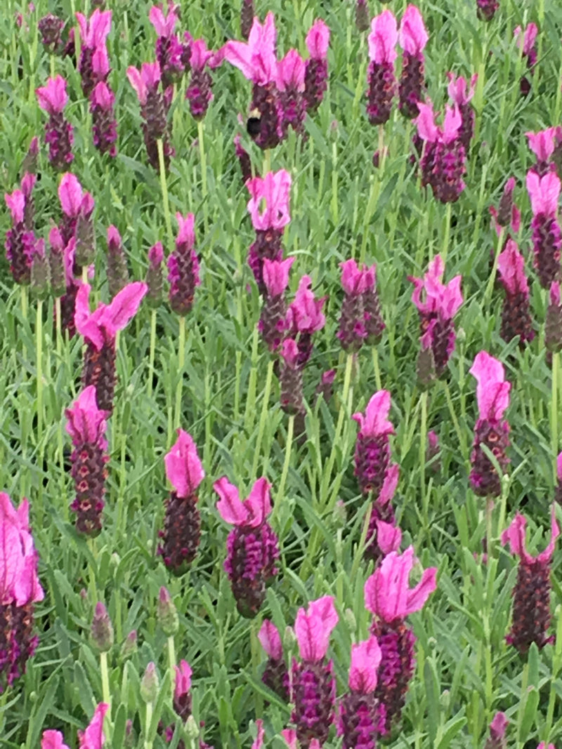 Lavender Madrid New Rose - 1 Gallon