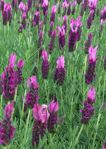 Lavender Madrid New Rose - 1 Gallon