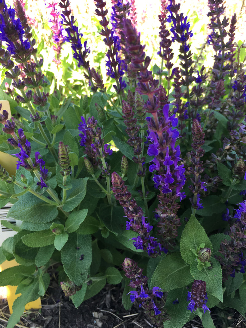 Salvia Swifty Violet Blue - 1 Gallon