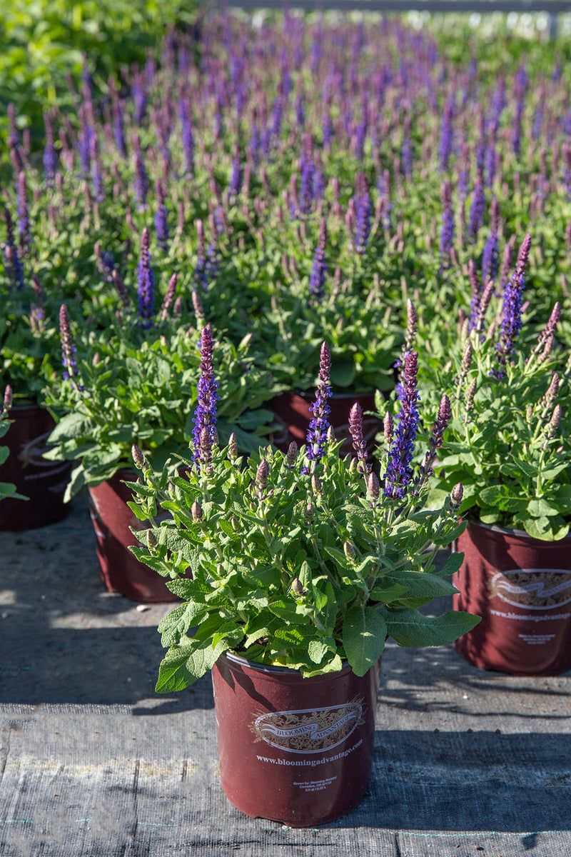 Salvia Swifty Violet Blue - 1 Gallon