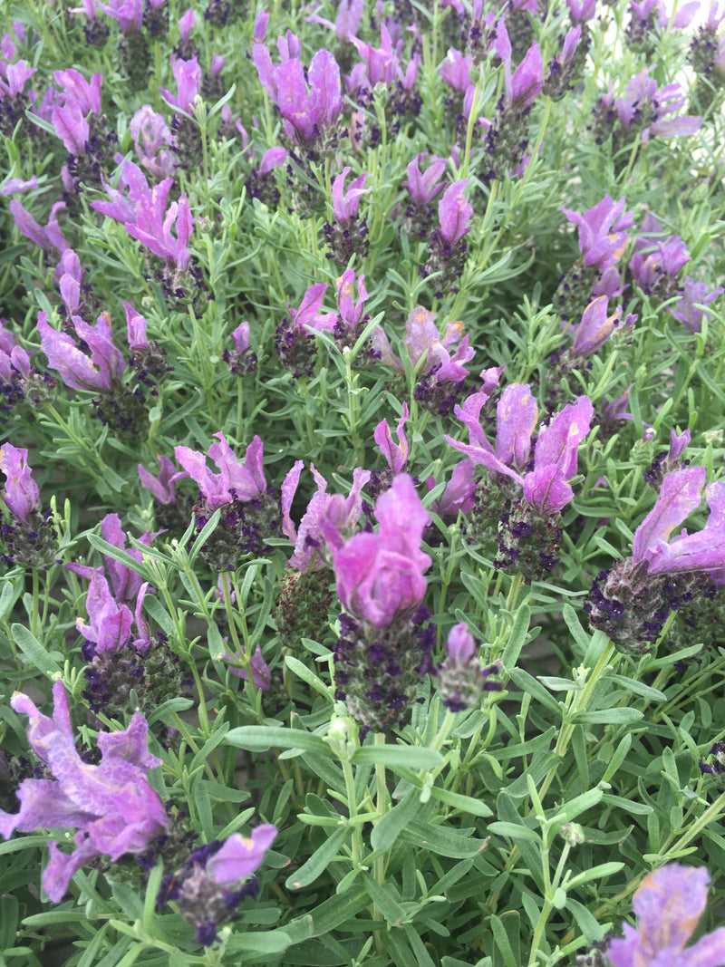 Lavender LaVela Compact Dark Violet - 1 Gallon