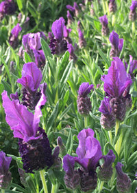 Lavender LaVela Compact Dark Violet - 1 Gallon