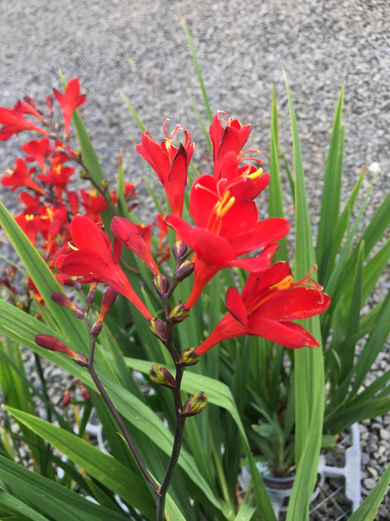 Crocosmia Nova Gold Dragon - Quart
