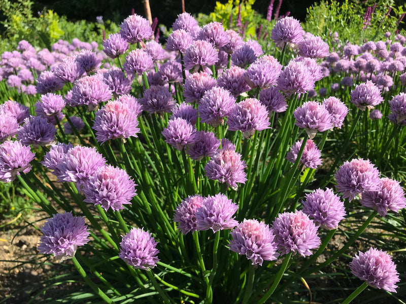 Allium Chivette - 3.5"