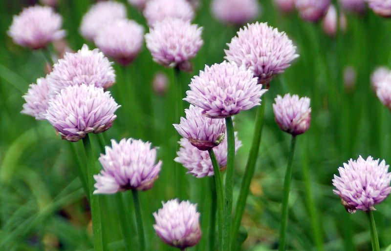 Allium Chivette - 3.5"