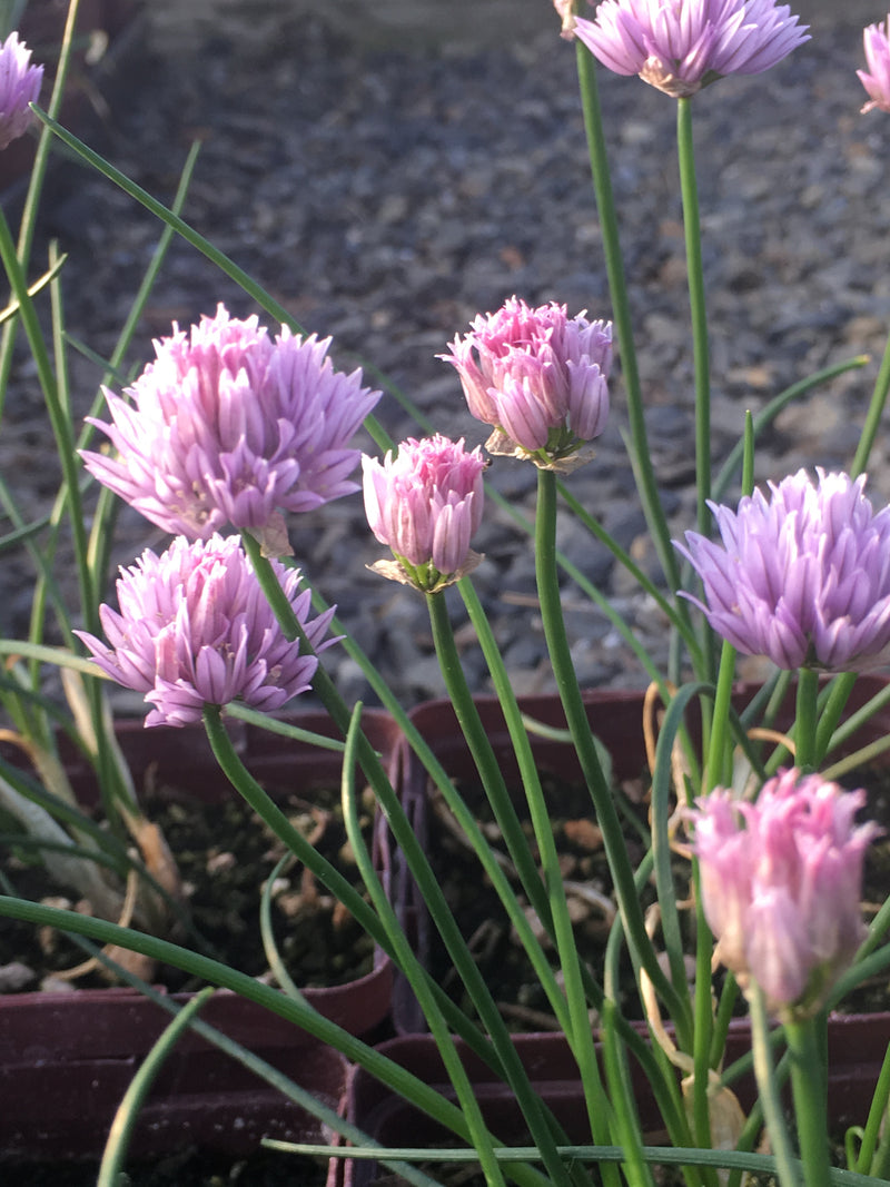 Allium Chivette - 3.5"
