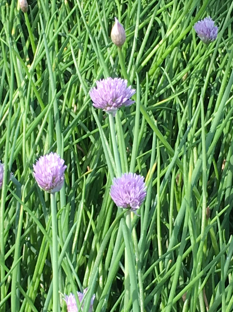 Allium Chivette - 3.5"