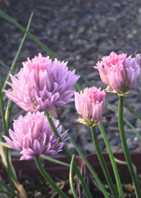 Allium Chivette - 3.5"