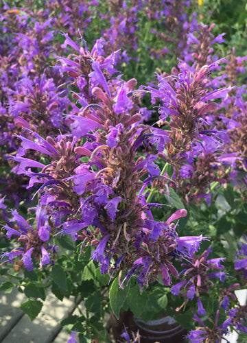 Agastache Sunrise Acapulco Blue