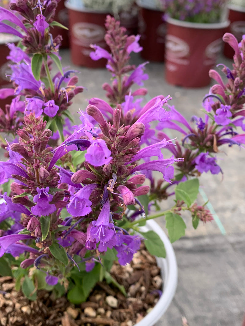Agastache Sunrise Acapulco Blue