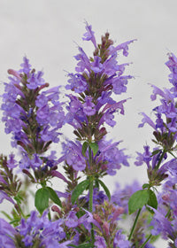 Agastache Sunrise Acapulco Blue