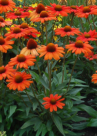 Echinacea Kismet Intense Orange - 1 Gallon