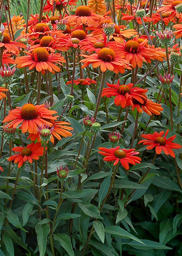 Echinacea Kismet Intense Orange - 1 Gallon