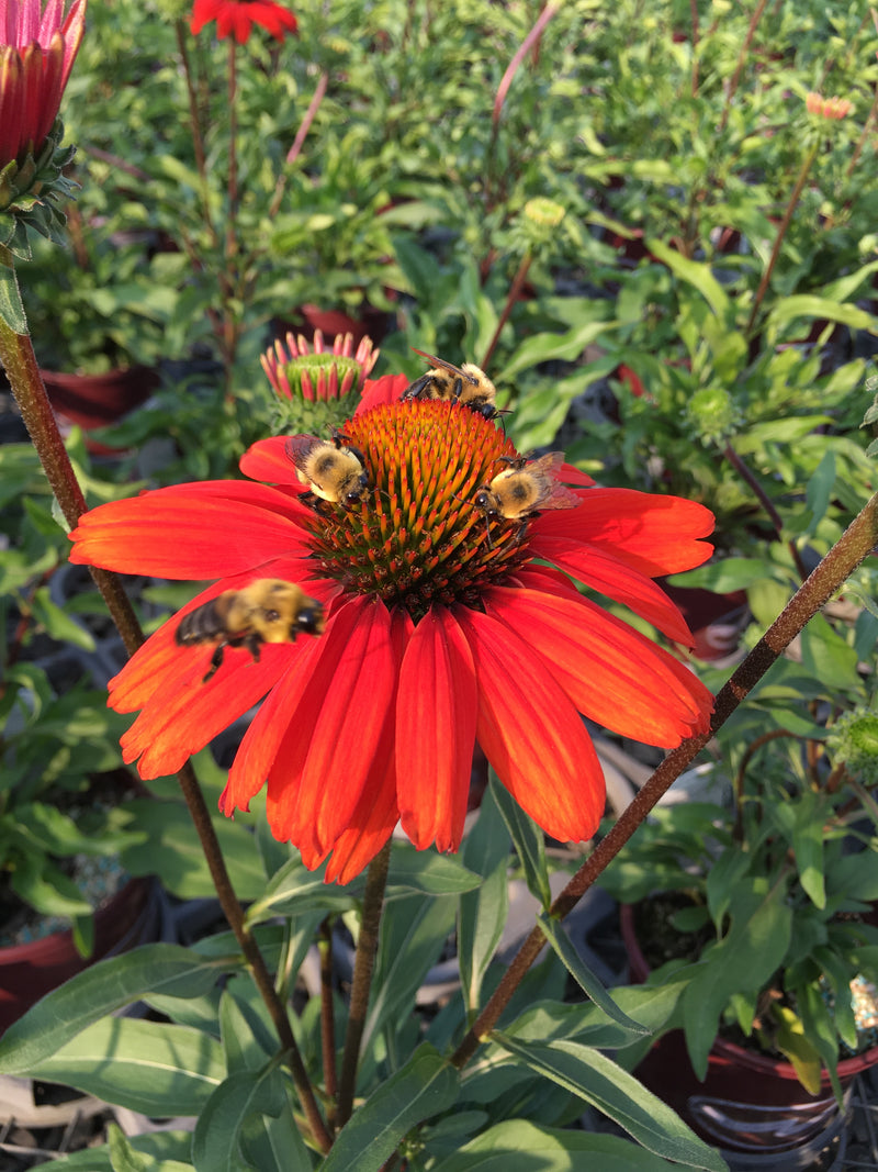 Echinacea Kismet Intense Orange - 1 Gallon