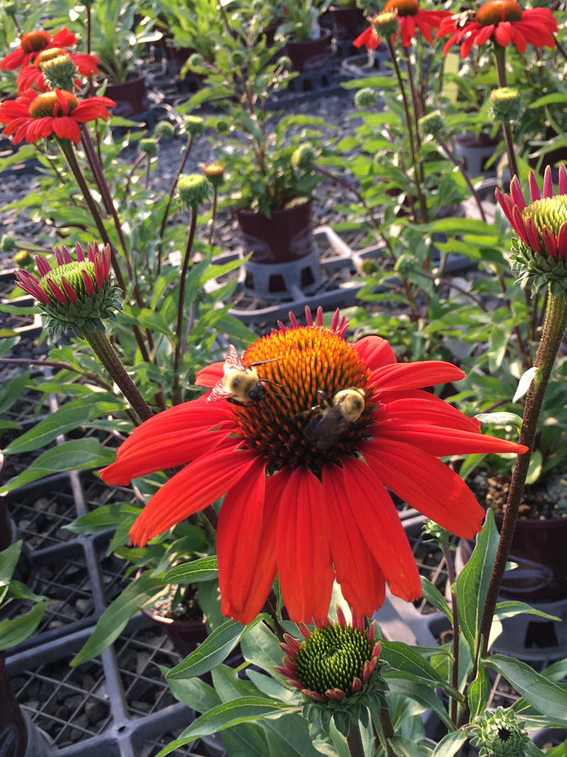 Echinacea Kismet Intense Orange - 1 Gallon