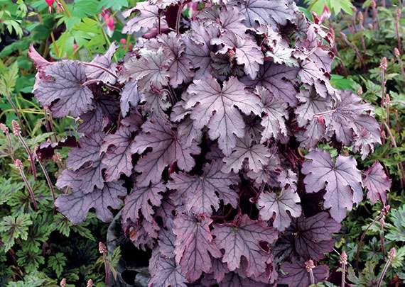 Heuchera Plum Cascade
