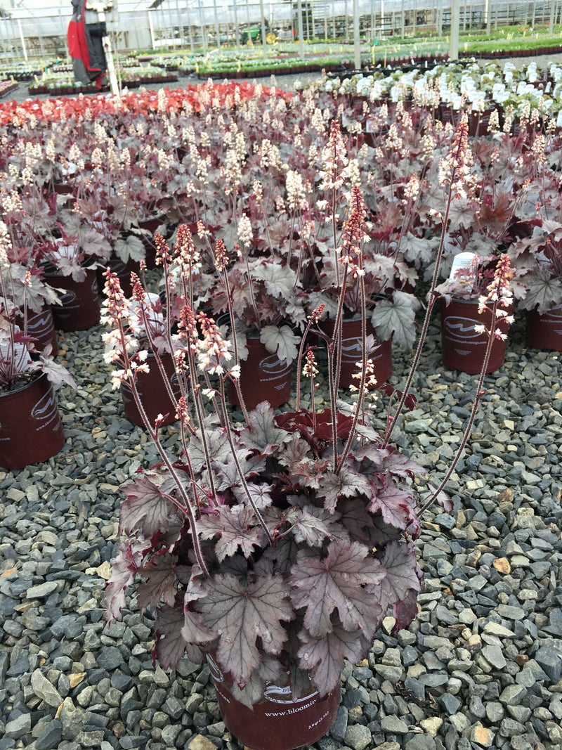 Heuchera Plum Cascade - 1 Gallon