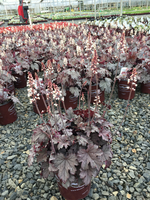 Heuchera Plum Cascade