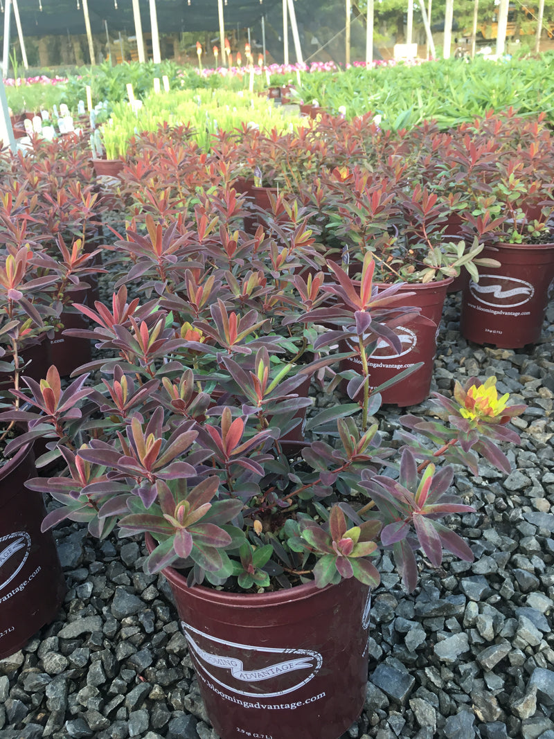 Euphorbia Bonfire - 1 Gallon