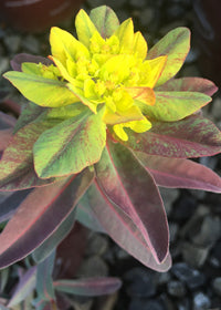 Euphorbia Bonfire - 1 Gallon