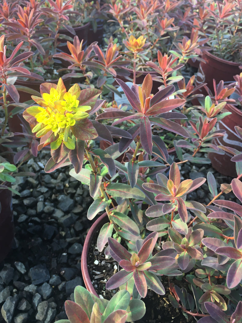 Euphorbia Bonfire - 1 Gallon