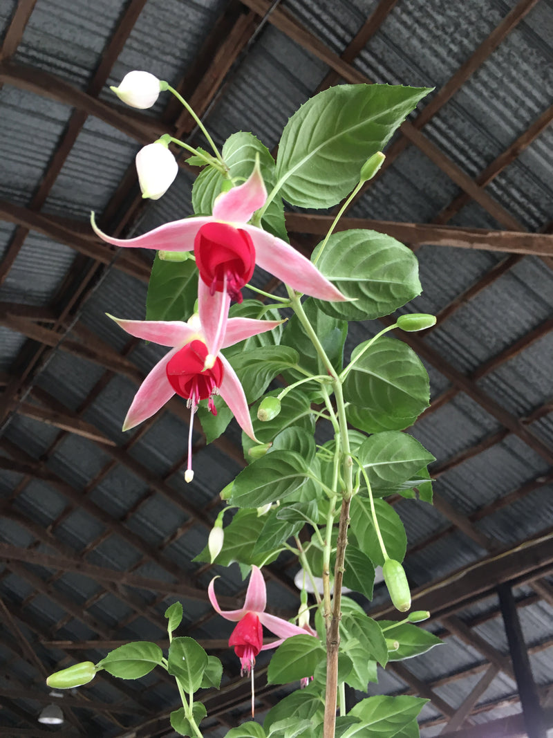 Fuchsia Celia Smedley - 1 Gallon