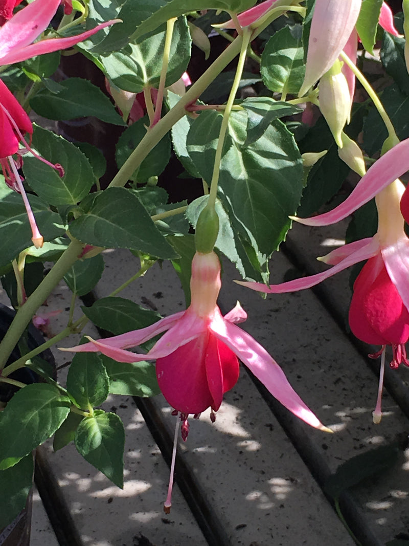 Fuchsia Celia Smedley - 1 Gallon