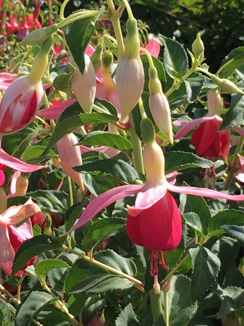 Fuchsia Celia Smedley - 1 Gallon