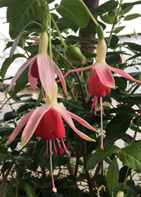 Fuchsia Celia Smedley - 1 Gallon
