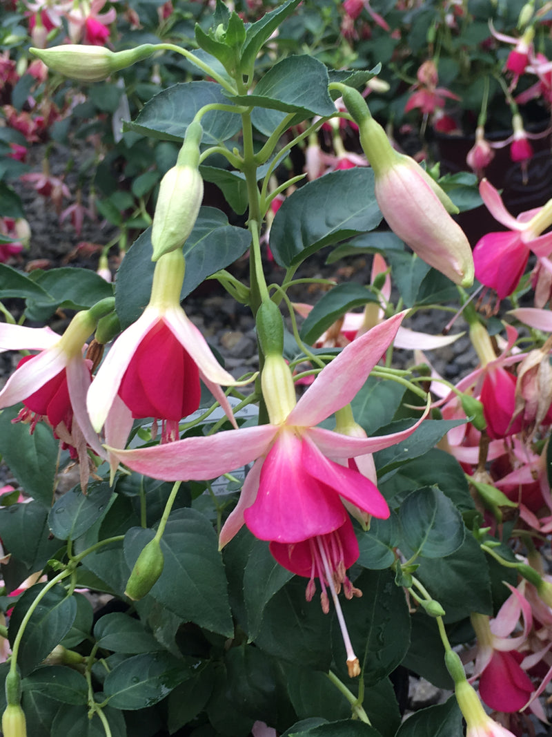 Fuchsia Celia Smedley - 1 Gallon