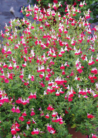 Salvia Little Kiss - 1 Gallon