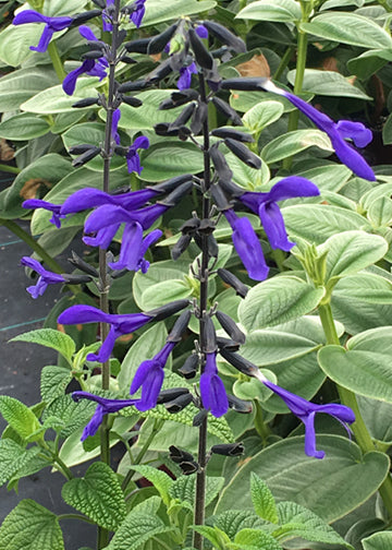 Salvia Black and Bloom - 1 Gallon