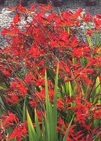 Crocosmia Diablito - Quart
