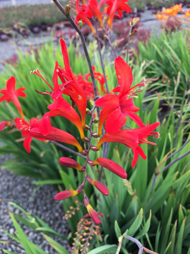 Crocosmia Diablito - Quart