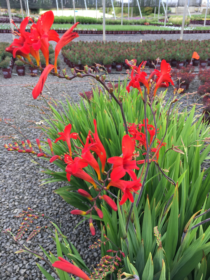 Crocosmia Diablito - Quart