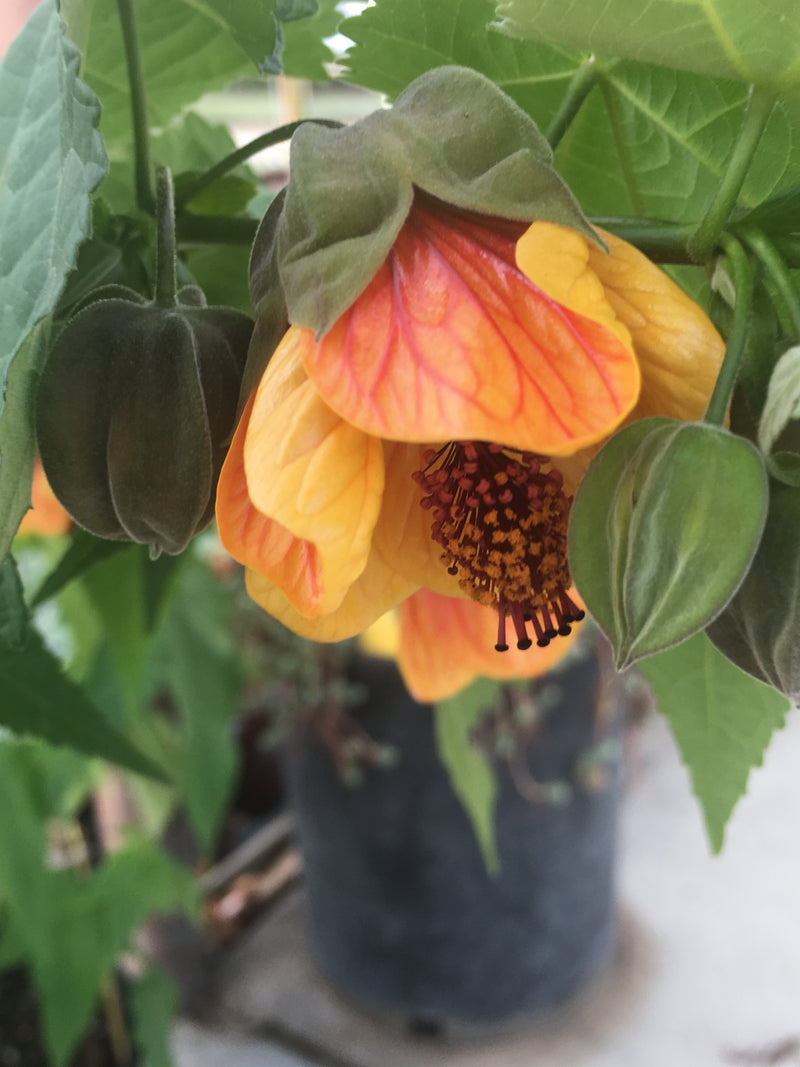 Abutilon Painted Bells - 1 Gallon