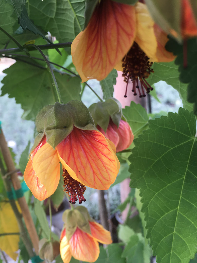 Abutilon Painted Bells - 1 Gallon