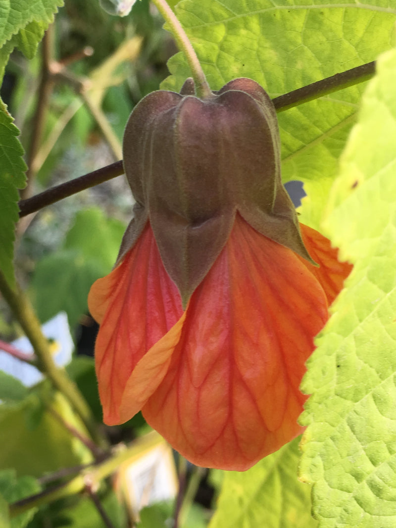 Abutilon Painted Bells - 1 Gallon