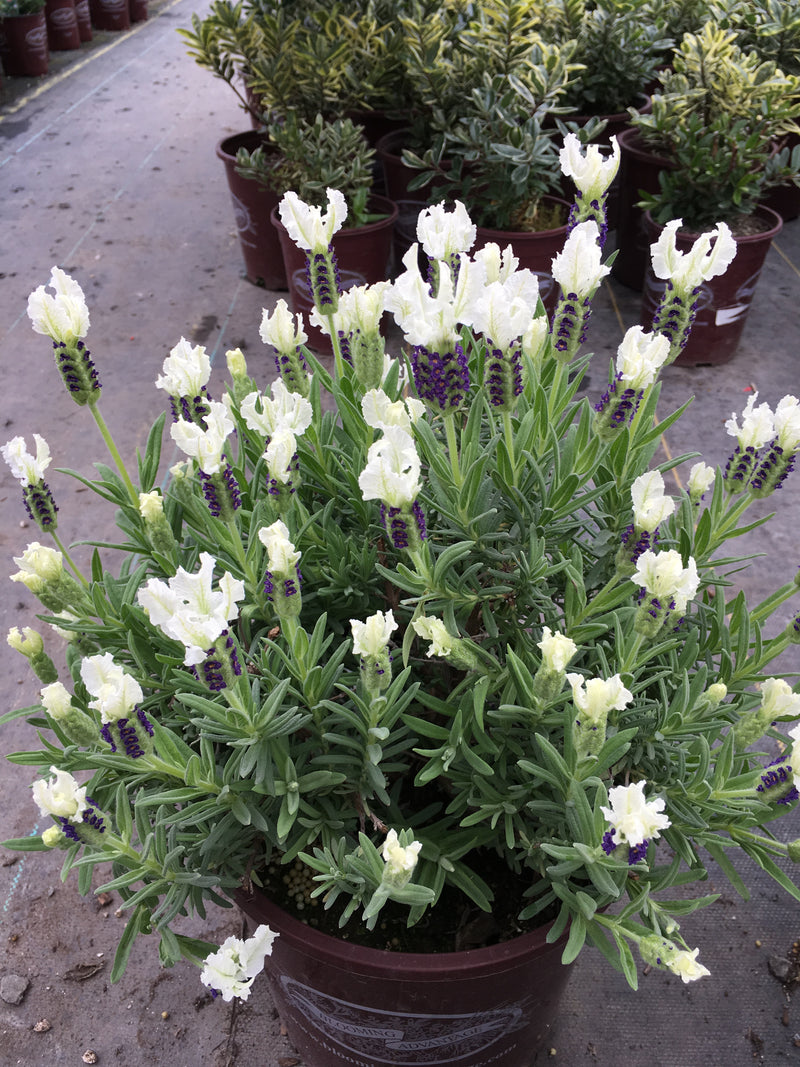 lavender large plants Lavender Anouk White