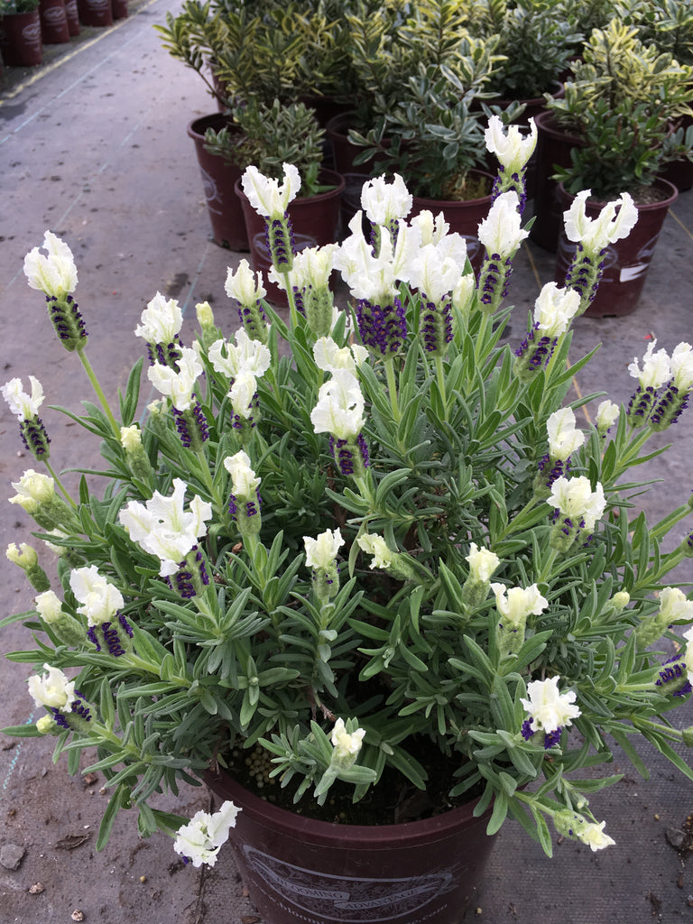 Lavender Anouk White