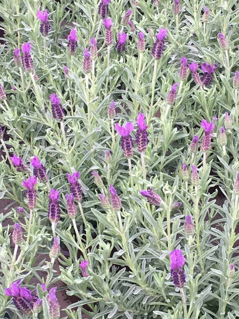 Lavender Anouk Supreme - 1 Gallon