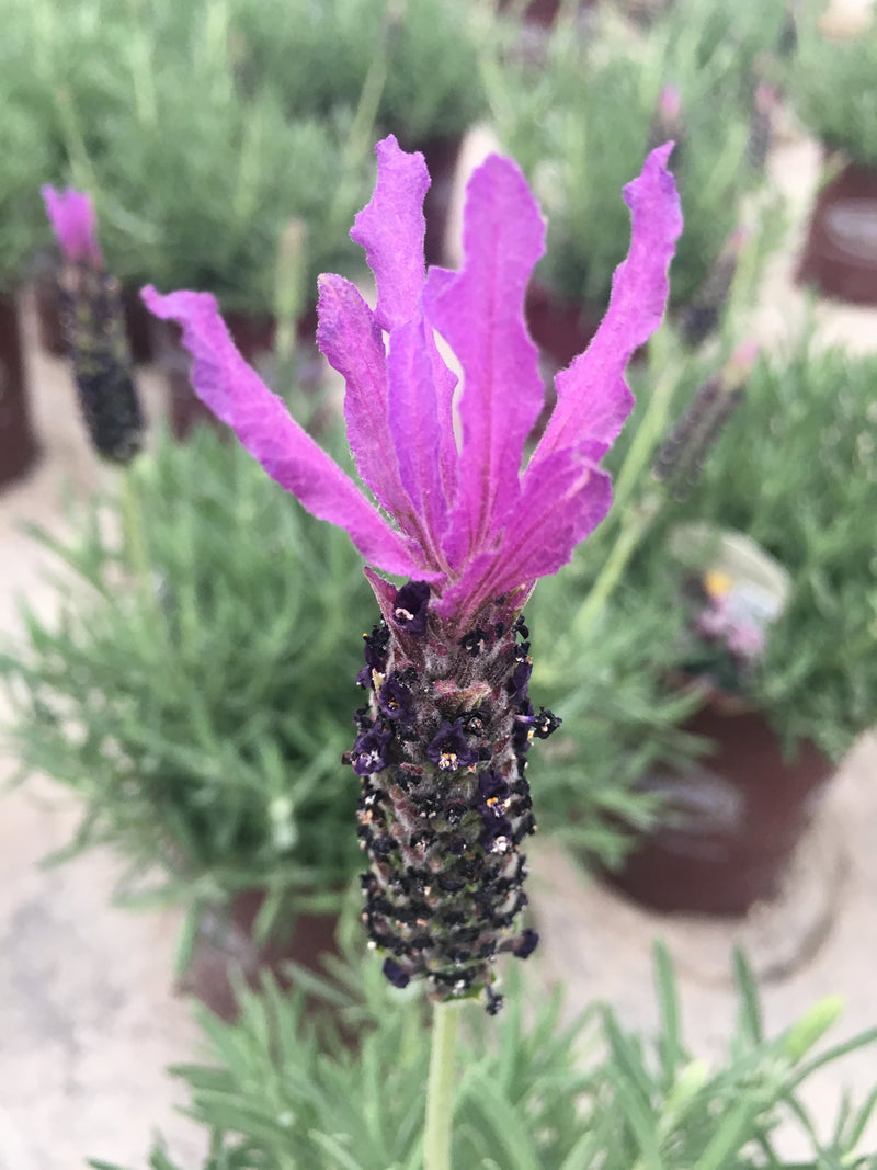 Lavender Anouk Supreme - 1 Gallon