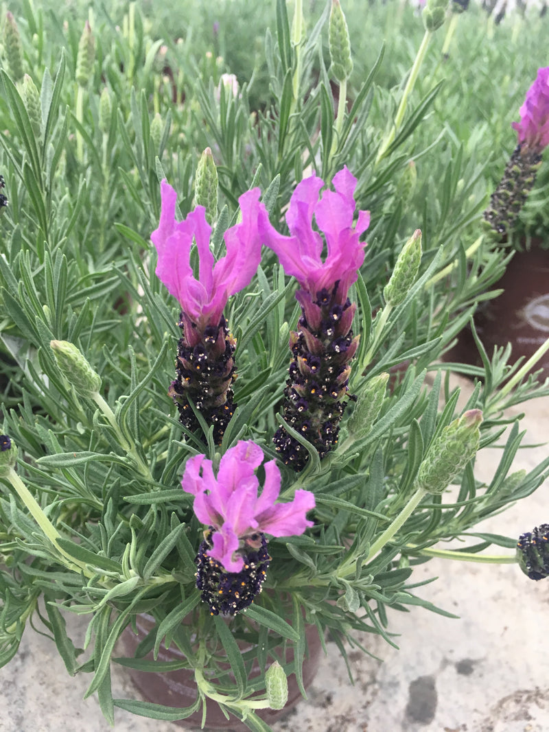 Lavender Anouk Supreme - 1 Gallon
