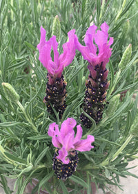 Lavender Anouk Supreme - 1 Gallon
