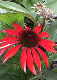 Echinacea Sombrero Sangarita - 1 Gallon