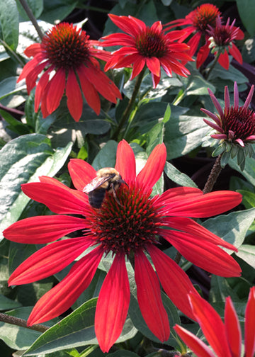 Echinacea Sombrero Sangarita - 1 Gallon
